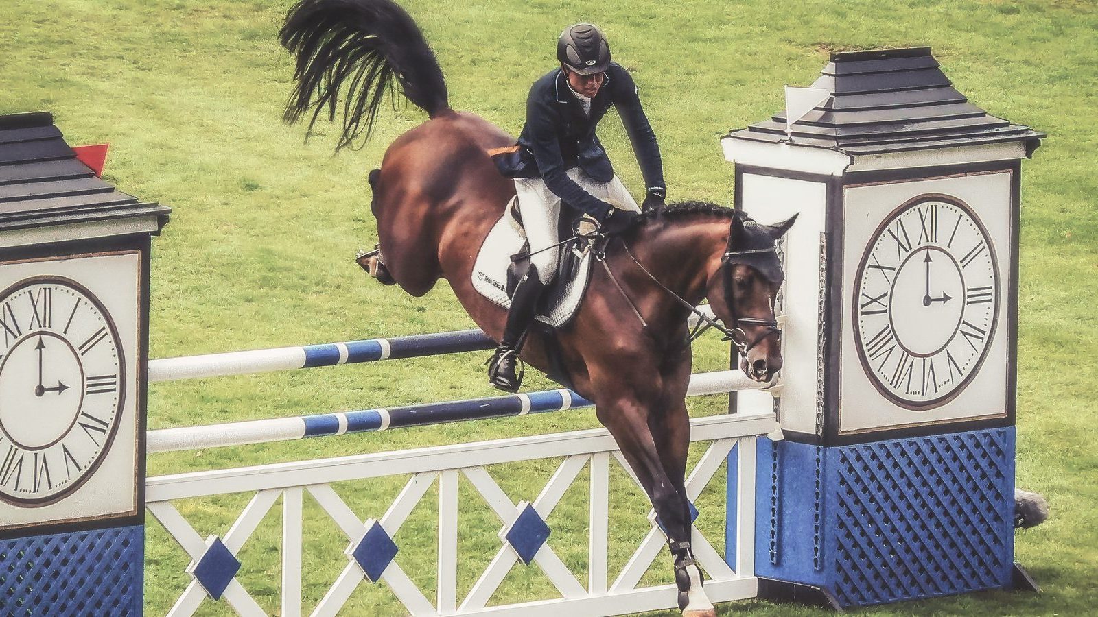 Premium sport horse